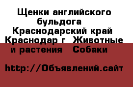 Щенки английского бульдога  - Краснодарский край, Краснодар г. Животные и растения » Собаки   